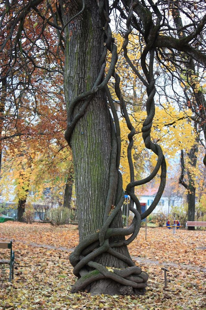 okrągłolistn