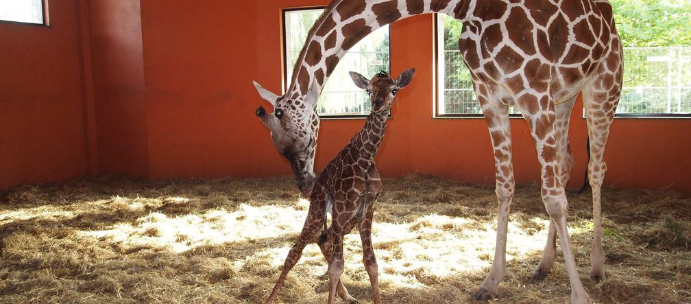 Mała żyrafa w zoo