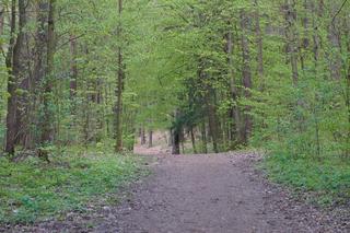 Leży w pobliżu centrum Olsztyna i wygląda bajecznie wiosną. Zobacz piękny rezerwat Mszar [ZDJĘCIA]
