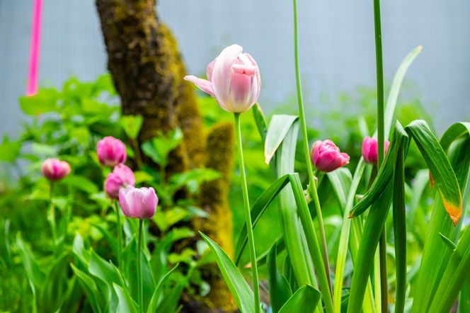 Tulipany, Murator Ogroduje