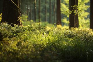 Ostrołęka. Ciało młodej kobiety znalezione w lesie! Co się stało?