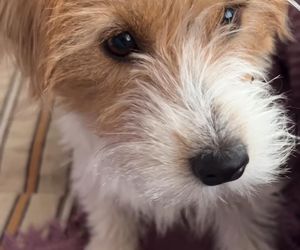 Te psy skradły serca gwiazd! Niektóre wyglądają jak z bajk