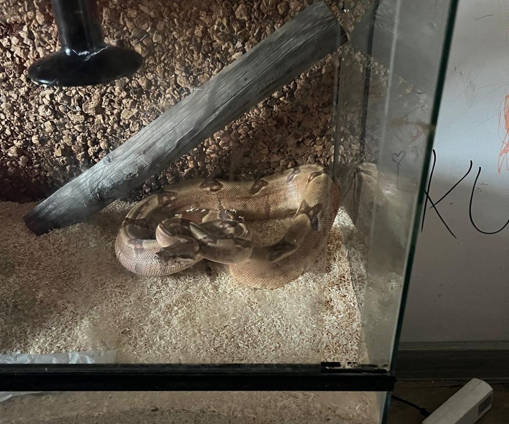 Wąż uciekł z terarium