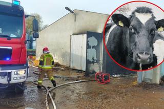 Tragiczny pożar pod Gnieznem. 21 krów zginęło od poparzeń i zadymienia