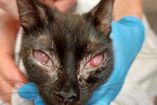 Koci wirus zaatakował oczy kotki Michell