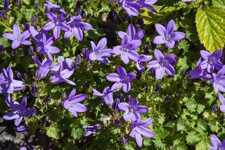 Dzwonek Poszarskiego - Campanula poscharskyana – atrakcyjna bylina okrywowa