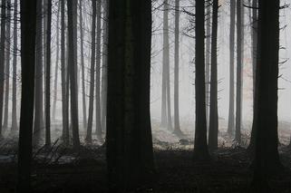 Kortowo kryje wiele tajemnic. W lesie pojawiły się palce umarlaka! Co to takiego?