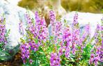 Angelonia