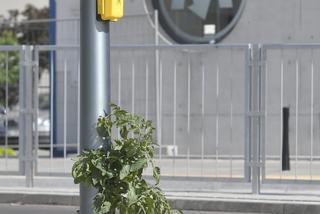 Pomidorek wyrósł w metrze