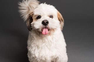 Najpiękniejsze imiona dla psów małych ras. Ciężko zdecydować się na jedną propozycję