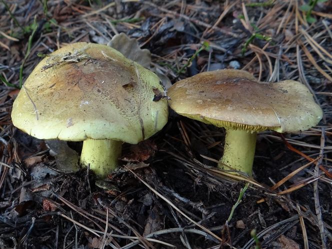 Gąska zielona - tu występuje w województwie kujawsko-pomorskim