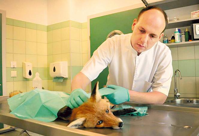 Ratują nasze zwierzęta, a ich zarobki to kpina! Weterynarze zaczynają protest