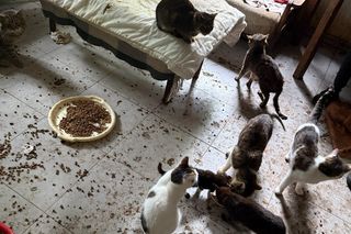 Tragedia kilkudziesięciu kotów w Wielkopolsce