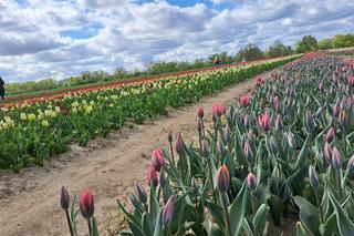 To jedyne takie pole tulipanów na Pomorzu. Tutaj sam zerwiesz kwiaty i weźmiesz je do domu!