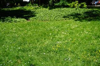 Park Sołacki w maju 2024