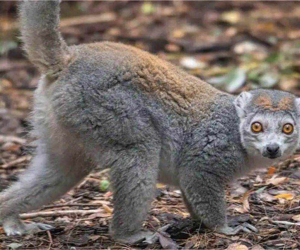 To będzie coś pięknego. ZOO Wrocław ogłosiło ciekawy konkurs dla artystów