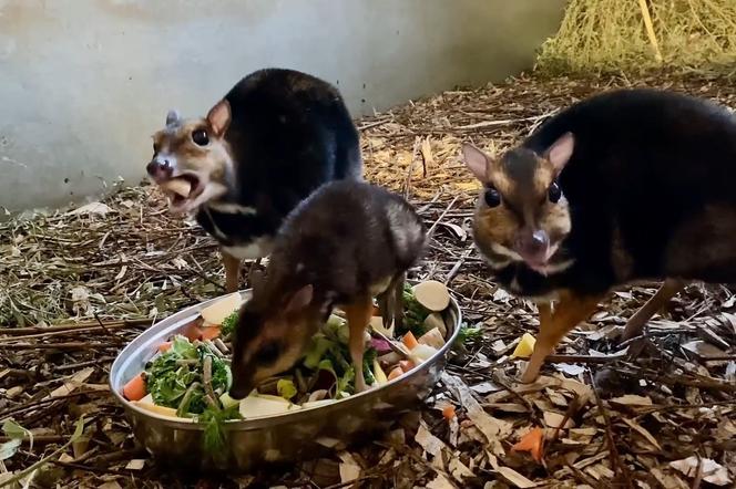 W ZOO Wrocław na świat przyszedł kanczyl filipiński! To trzeci samiec tego gatunku na całym świecie 