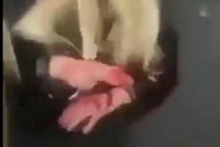 Kolejna nastolatka została skatowana!