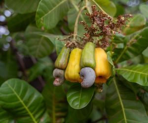 Ten przysmak może być trucizną! To najbardziej toksyczna roślina 2025 roku, dobrze znana Polakom