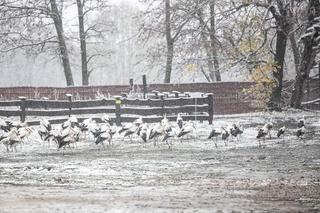 Bociany zostały na zimę w Polsce