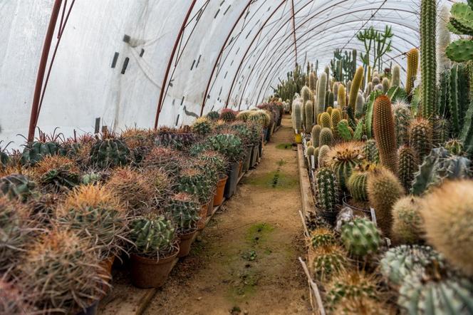 Kaktusy pana Mieczysława potrzebują ciepła