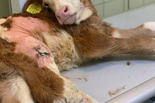 Cielak Pawełek musi nauczyć się chodzić [ZDJĘCIA