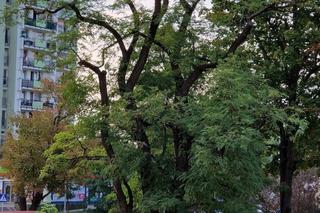 Ruszyło głosowanie na Warszawskie Drzewo Roku 2024