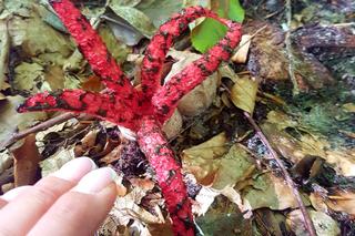 Grzybobranie 2022. Zobaczcie niesamowite zdjęcia naszych Czytelników 