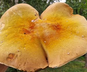 Grzyb wielki jak warszawska Patelnia! Ponury imieniem, wspaniały wyglądem