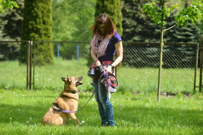 Awantura na Paluchu! Wolontariusze spierają się z dyrektorem