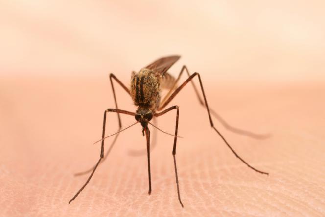 Naturalne sposoby na komary. Sprawdzone domowe sposoby na uciążliwe komary