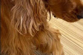 Paco, pies Moniki Richardson