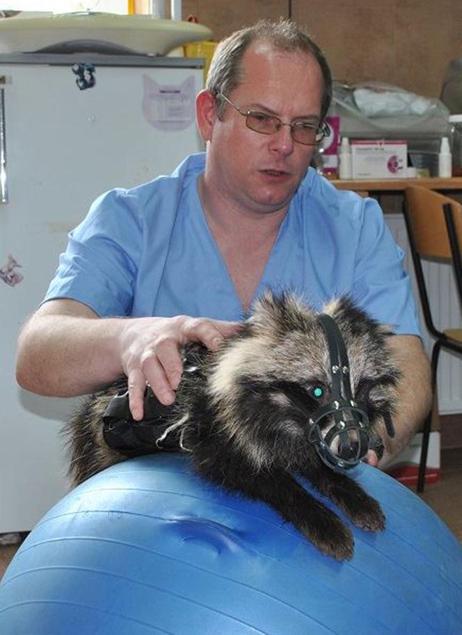 JENOT UCZY SIĘ CHODZIĆ.