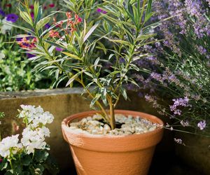 Oleander w donicy