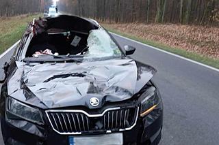 Łoś wpadł przez przednią szybę auta. Wypadki z udziałem zwierząt leśnych pod Iławą