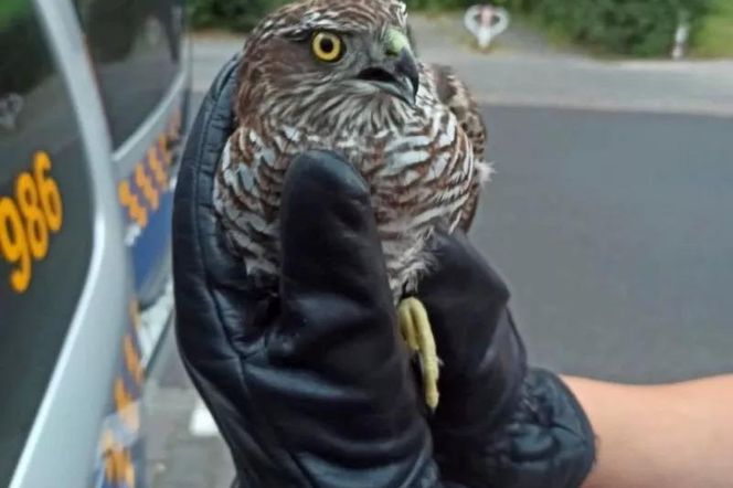 Ranny krogulec na Woli. Drapieżnik rozbił się o budynek! Interwencja Ekopatrolu