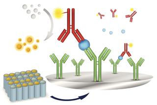 Immunoglobulina - a, anty d, igg, ige - funkcje i zastosowania przeciwciał 