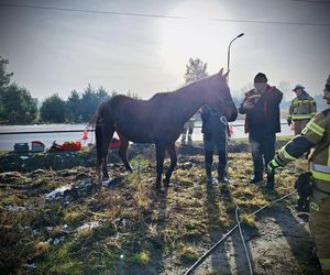 Rumak przewrócił się i nie potrafił wstać. Trzeba było go wyciągać z rowu