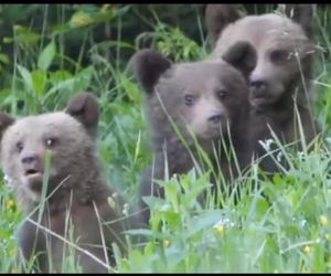 Misie trojaczki bawią się w chowanego