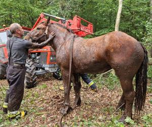 Nietypowe interwencje służb. Strażacy-ochotnicy uratowali stado koni, a strażnicy miejscy sarenki