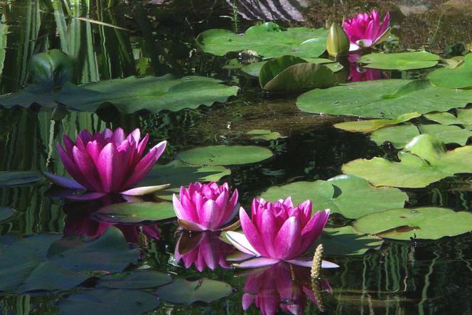 Grzybienie białe 'Attraction' = Lilia wodna 'Attraction' - Nymphaea alba 'Attraction'