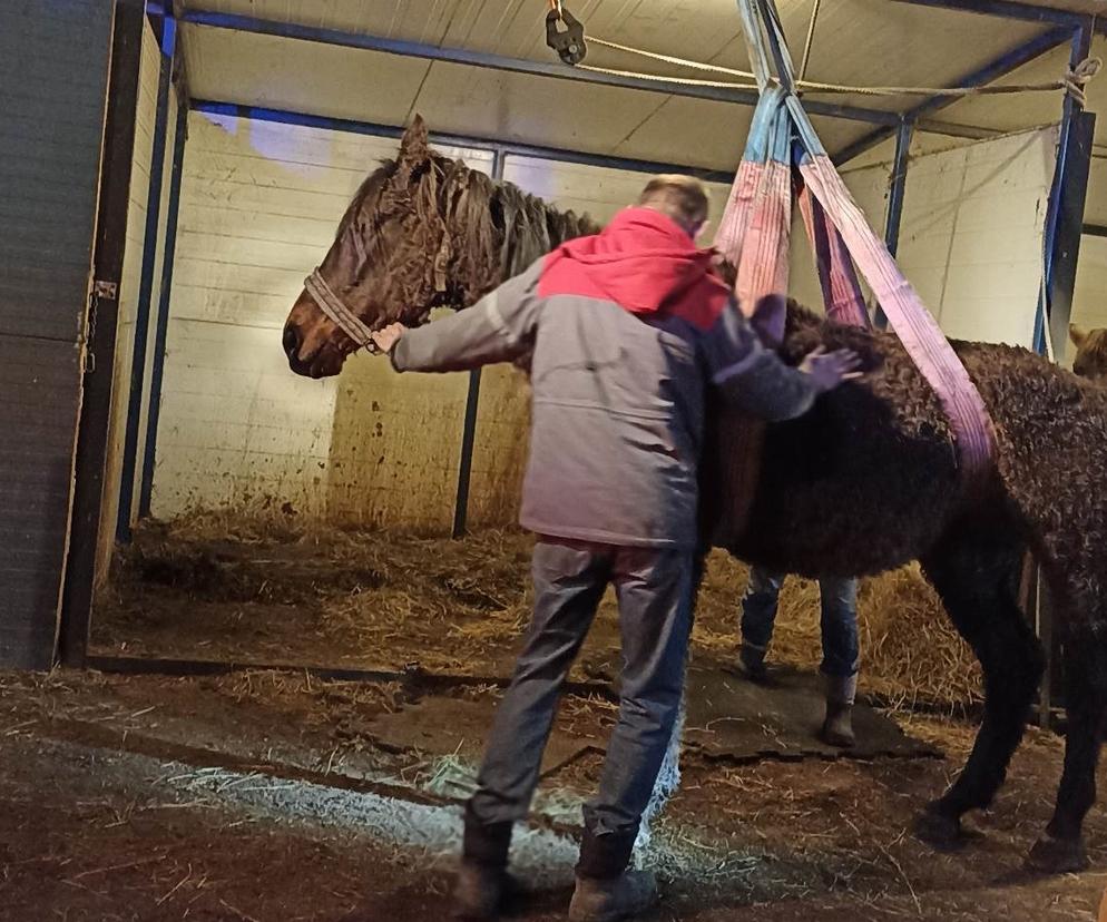 Strażacy z Katowic pomogli schorowanemu koniowi