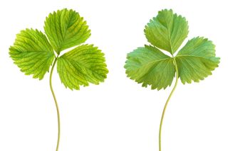 Chloroza – fizjologiczna choroba roślin. Jak rozpoznać i zwalczać chlorozę