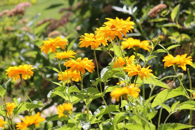 Słoneczniczek szorstki