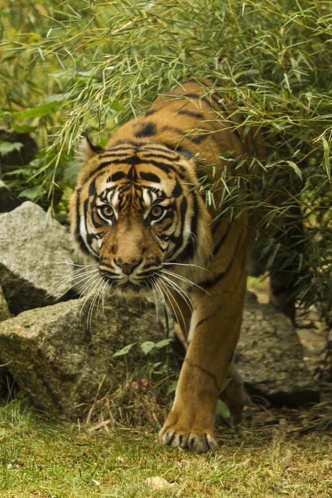 Tygrys rozszarpał swojego opiekuna. Wstrząsające okoliczności koszmaru w zoo 