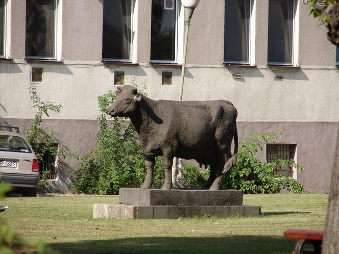 Pomnik krowy w Starym Polu