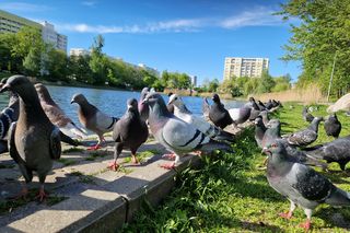 Ptasi Bufet nad bydgoskim Balatonem. Tak mieszkańcy karmią z głową!