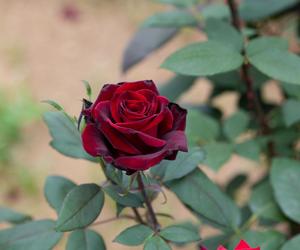 Róża wielkokwiatowa 'BARKAROLE'