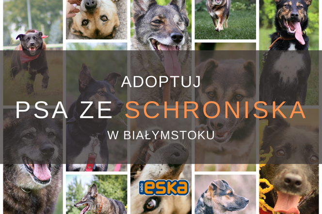 Adoptuj psa ze schroniska! - cz. III. Urocze czworonogi czekają na dom! [ZDJĘCIA]