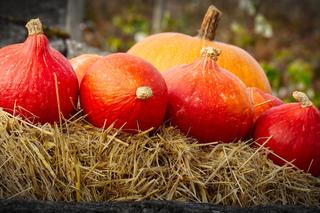 Farmy dyniowe w Warszawie i okolicach. Gdzie wybrać się na jesienną wycieczkę?